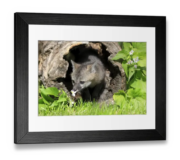 Framed Print : Grey Fox (Urocyon cinereoargenteus) nine-weeks old cub, in hollow log, smelling flower, Montana, U. S. A. june (captive) Framed Print : Grey Fox (Urocyon cinereoargenteus) nine-weeks old cub, in hollow log, smelling flower, Montana, U. S. A. june (captive)