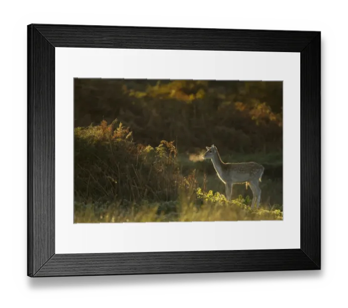 Framed Print : Fallow Deer (Dama dama) juvenile buck, breath condensing in cold air at dawn, during rutting season, Leicestershire Framed Print : Fallow Deer (Dama dama) juvenile buck, breath condensing in cold air at dawn, during rutting season, Leicestershire