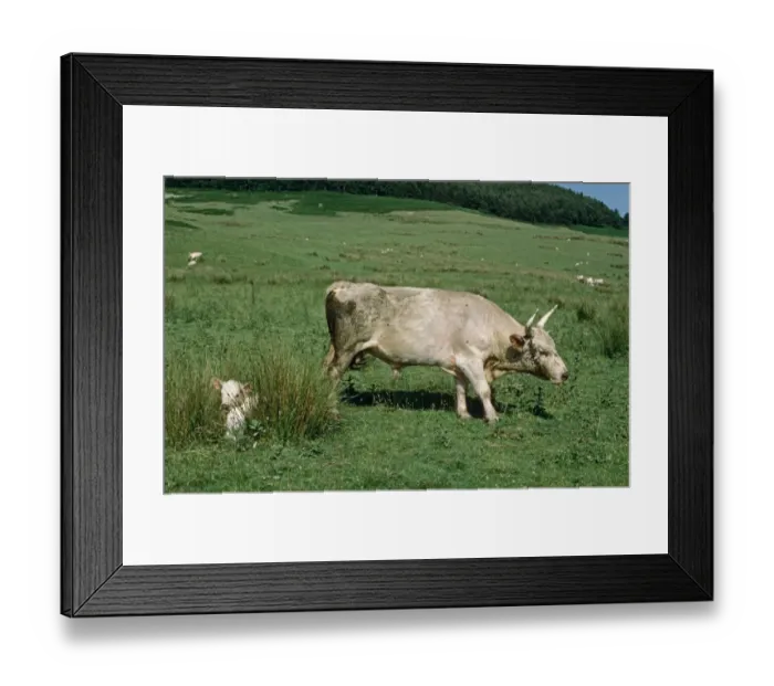 Framed Print : Domestic Cattle, Chillingham Cattle, bull, guarding calf resting in rushes, Chillingham Park, Northumberland, England Framed Print : Domestic Cattle, Chillingham Cattle, bull, guarding calf resting in rushes, Chillingham Park, Northumberland, England