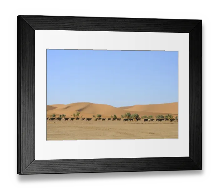 Framed Print : Domestic Goat, flock, browsing bushes at edge of desert sand dunes, Sahara, Morocco, january Framed Print : Domestic Goat, flock, browsing bushes at edge of desert sand dunes, Sahara, Morocco, january