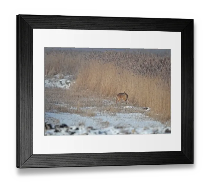Framed Print : Chinese Water Deer (Hydropotes inermis) introduced species, adult male, standing on snow at edge of reedbed Framed Print : Chinese Water Deer (Hydropotes inermis) introduced species, adult male, standing on snow at edge of reedbed