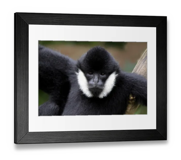 Framed Print : Black Crested Gibbon (Nomascus concolor) adult male, close-up of head (captive) Framed Print : Black Crested Gibbon (Nomascus concolor) adult male, close-up of head (captive)