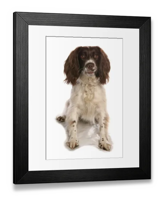 Framed Print : Domestic Dog, English Springer Spaniel, liver and white adult female, sitting Framed Print : Domestic Dog, English Springer Spaniel, liver and white adult female, sitting