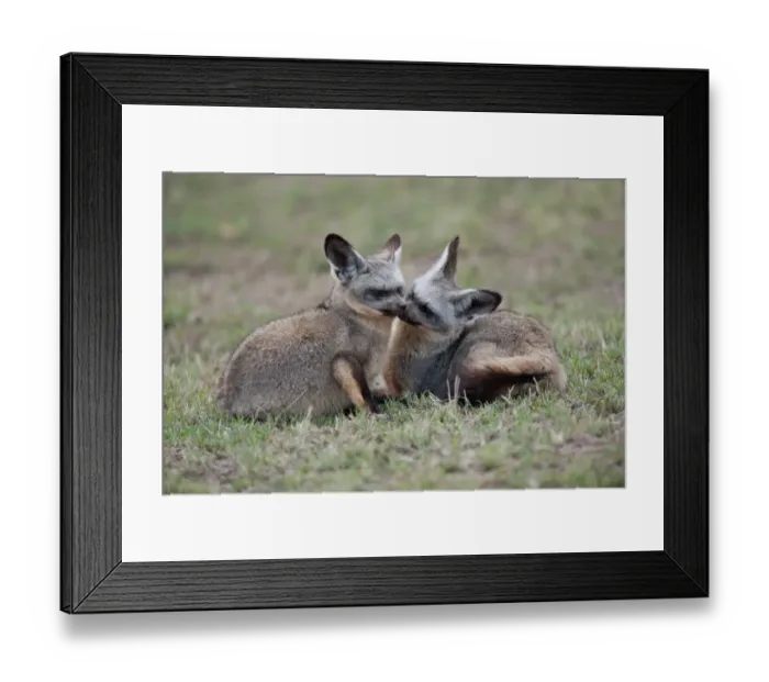 Framed Print : Bat-eared Fox (Otocyon megalotis) adult pair, mutual grooming, Masai Mara, Kenya Framed Print : Bat-eared Fox (Otocyon megalotis) adult pair, mutual grooming, Masai Mara, Kenya