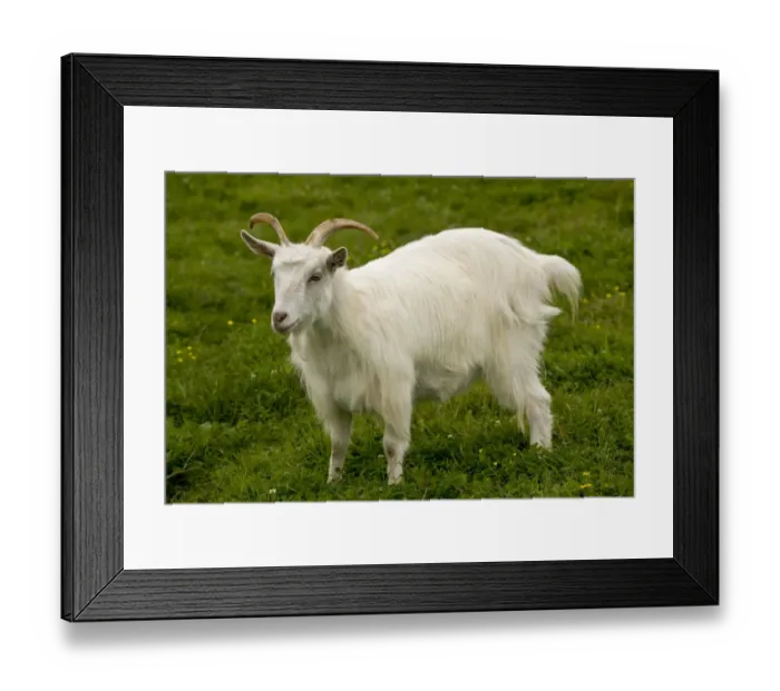 Framed Print : Domestic Goat, Hungarian Goat, adult, standing on grass, Hortobagy N. P. Great Plain, Eastern Hungary, october