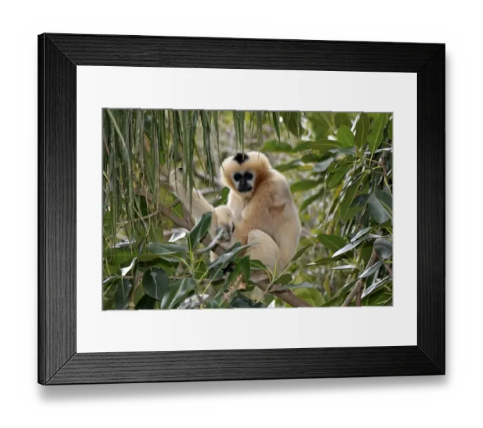 Framed Print : Black Crested Gibbon (Nomascus concolor) adult female, sitting on branch (captive) Framed Print : Black Crested Gibbon (Nomascus concolor) adult female, sitting on branch (captive)