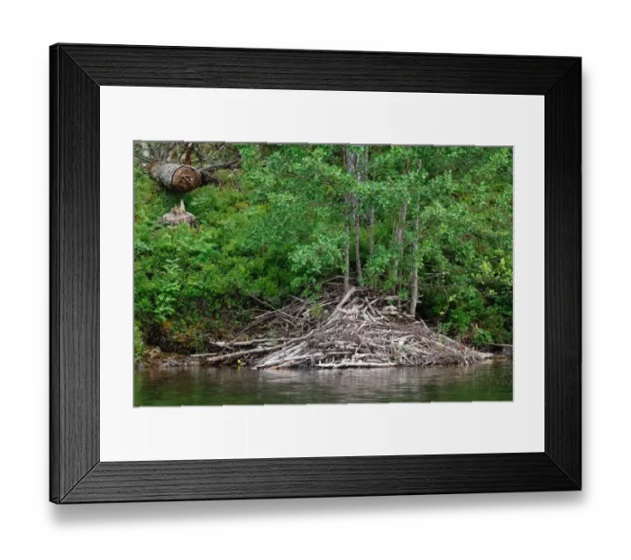 Framed Print : Eurasian Beaver (Castor fiber) lodge and felled tree on bank of lake, Langvattnet Lake
