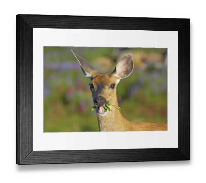 Framed Print : Columbian Black-tailed Deer (Odocoileus hemionus columbianus) doe, close-up of head, feeding in subalpine meadow Framed Print : Columbian Black-tailed Deer (Odocoileus hemionus columbianus) doe, close-up of head, feeding in subalpine meadow
