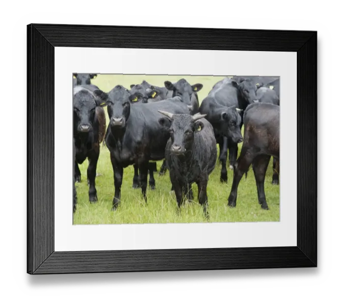 Framed Print : Domestic Cattle, Dexter beef herd, standing in pasture, Bradford, West Yorkshire, England, july