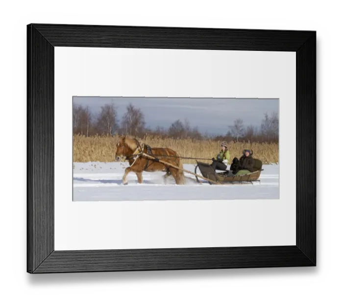 Framed Print : Horse sledding in snow, women with dog in sled, Finland, march