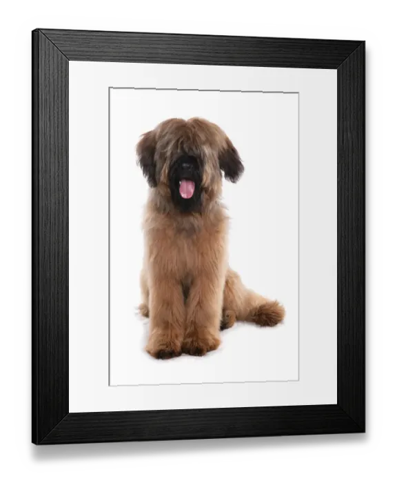 Framed Print : Domestic Dog, Briard, adult male, sitting Framed Print : Domestic Dog, Briard, adult male, sitting