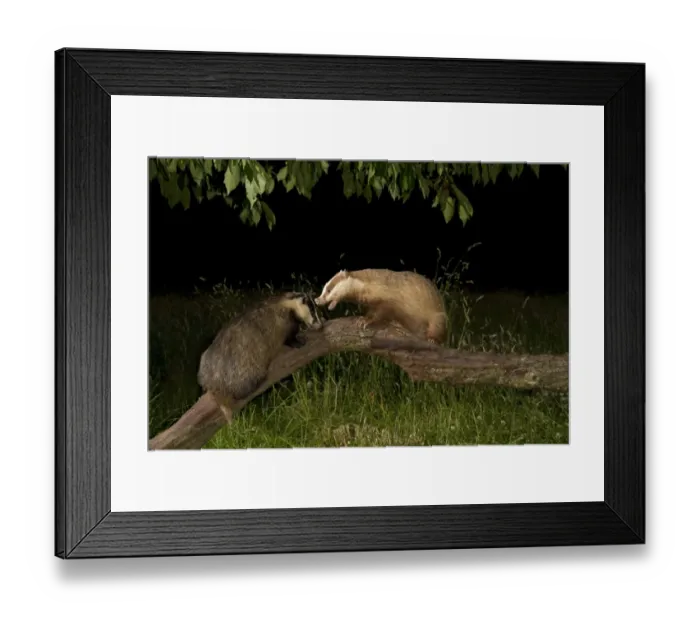 Framed Print : Eurasian Badger (Meles meles) two adults, normal and albino, fighting on fallen branch under Cherry (Prunus sp) Framed Print : Eurasian Badger (Meles meles) two adults, normal and albino, fighting on fallen branch under Cherry (Prunus sp)
