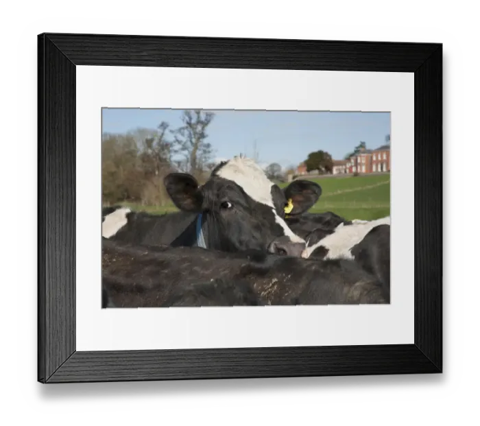 Framed Print : Domestic Cattle, Holstein Friesian type dairy cows, herd in pasture on organic farm, Shropshire, England, march Framed Print : Domestic Cattle, Holstein Friesian type dairy cows, herd in pasture on organic farm, Shropshire, England, march