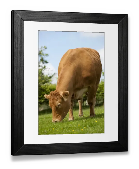 Framed Print : Domestic Cattle, Limousin, cow, grazing in pasture on hill farm, Lancashire, England, may Framed Print : Domestic Cattle, Limousin, cow, grazing in pasture on hill farm, Lancashire, England, may