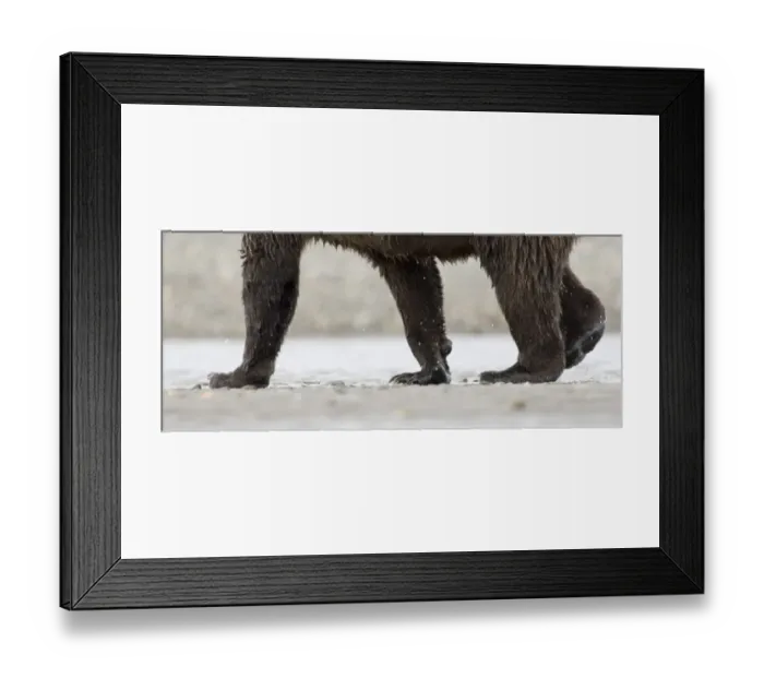 Framed Print : Grizzly Bear (Ursus arctos horribilis) adult, close-up of legs, walking along coastal creek, Katmai N. P. Alaska, U. S. A