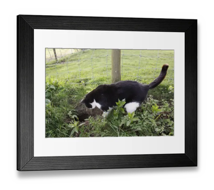 Framed Print : Domestic Cat, adult male, hunting European Rabbit (Oryctolagus cuniculus) Framed Print : Domestic Cat, adult male, hunting European Rabbit (Oryctolagus cuniculus)