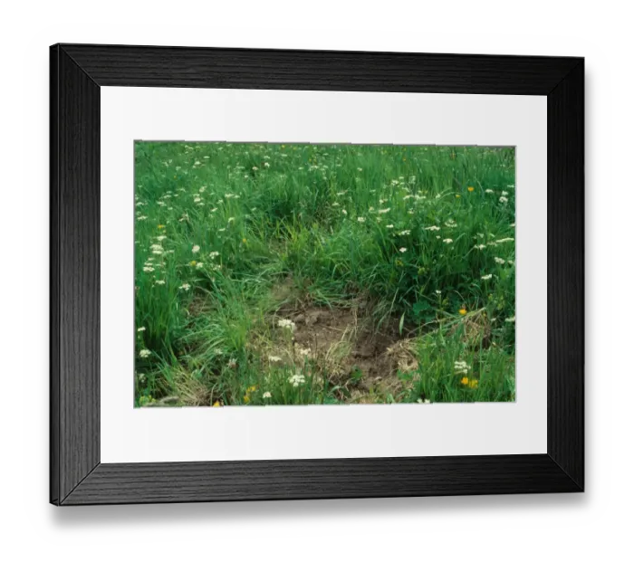 Framed Print : Eurasian Wild Boar (Sus scrofa castilianus) diggings for Pignut (Conopodium majus) tubers, Val d Aran, Pyrenees Framed Print : Eurasian Wild Boar (Sus scrofa castilianus) diggings for Pignut (Conopodium majus) tubers, Val d Aran, Pyrenees