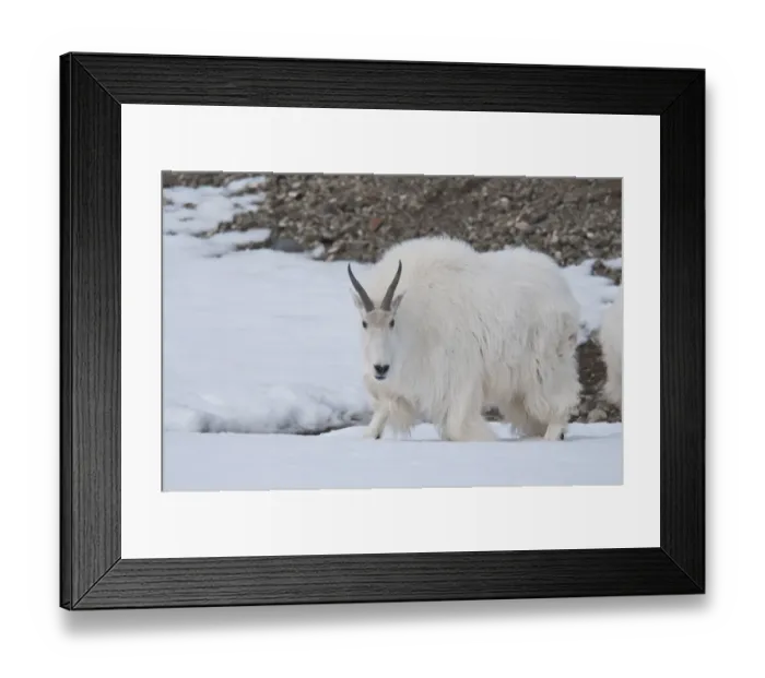 Framed Print : Mountain Goat (Oreamnos americanus) adult, walking on snow, Yukon Wildlife Preserve, Yukon, Canada, april Framed Print : Mountain Goat (Oreamnos americanus) adult, walking on snow, Yukon Wildlife Preserve, Yukon, Canada, april