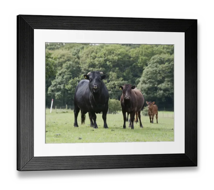 Framed Print : Domestic Cattle, Dexter bull, cow and calf, standing in pasture, Bradford, West Yorkshire, England, july Framed Print : Domestic Cattle, Dexter bull, cow and calf, standing in pasture, Bradford, West Yorkshire, England, july