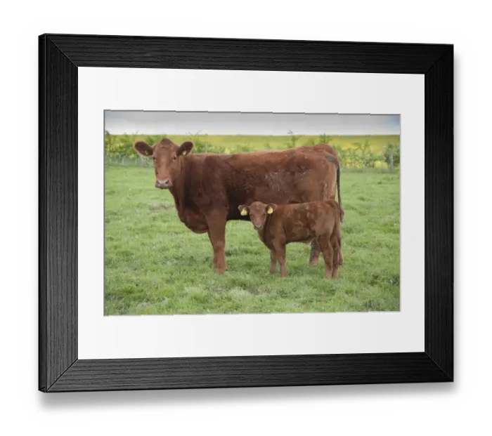 Framed Print : Domestic Cattle, Stabiliser two-year old cow with calf, standing in pasture, Yorkshire, England, may Framed Print : Domestic Cattle, Stabiliser two-year old cow with calf, standing in pasture, Yorkshire, England, may