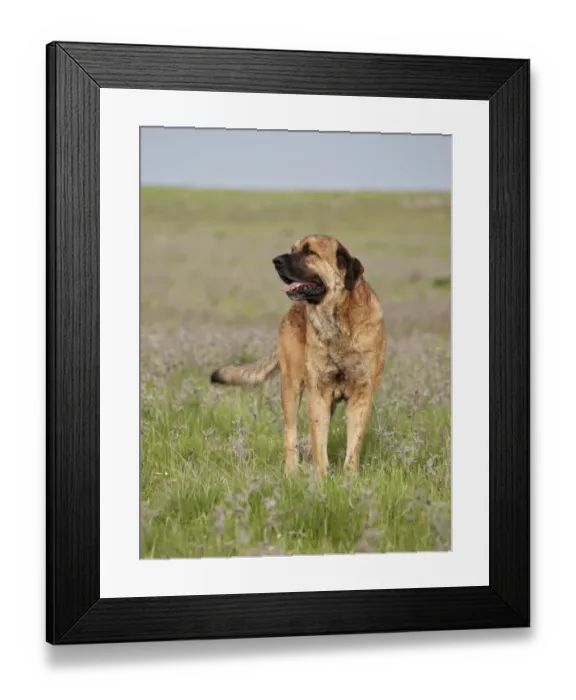Framed Print : Domestic Dog, Spanish Mastiff, adult male, standing in grassland, Extremadura, Spain, april Framed Print : Domestic Dog, Spanish Mastiff, adult male, standing in grassland, Extremadura, Spain, april
