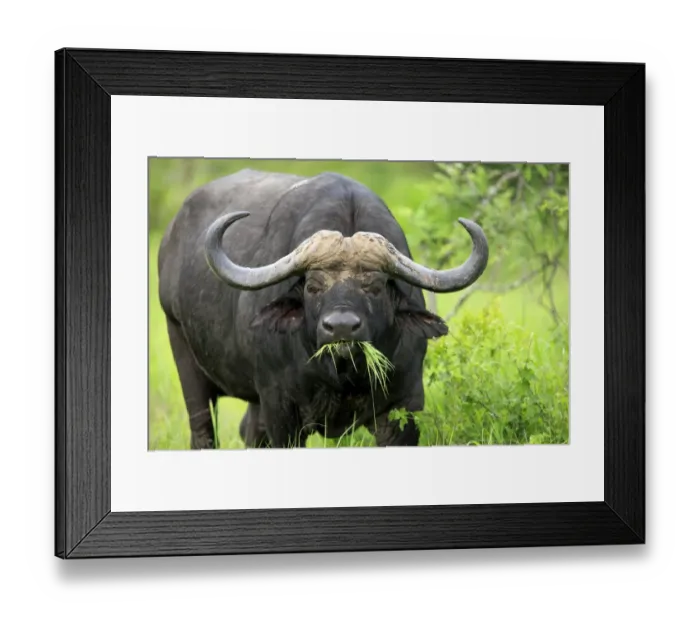 Framed Print : African Buffalo (Syncerus caffer) adult male, feeding on grass, Sabi Sabi Game Reserve, Kruger N. P. South Africa