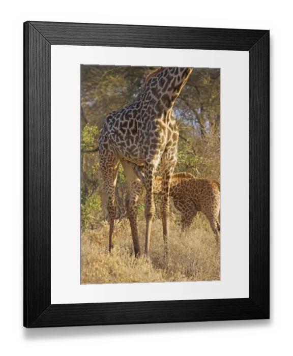 Framed Print : Masai Giraffe (Giraffa camelopardalis tippelskirchi) adult female with young, suckling, Serengeti N. P. Tanzania Framed Print : Masai Giraffe (Giraffa camelopardalis tippelskirchi) adult female with young, suckling, Serengeti N. P. Tanzania