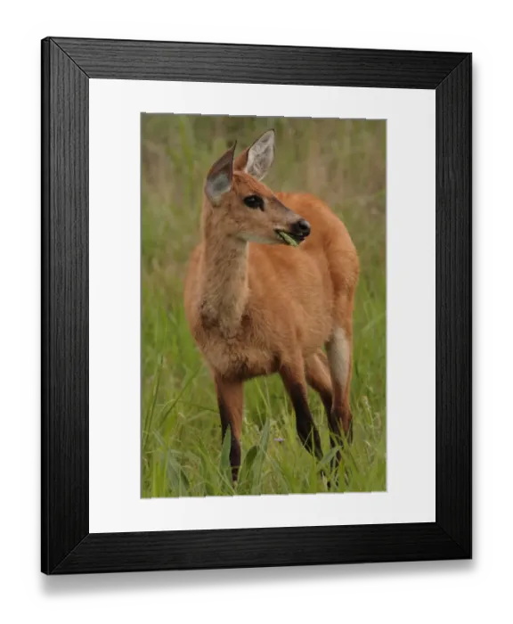 Framed Print : Marsh Deer (Blastocerus dichotomus) immature female, feeding, Reserva El Bagual, Formosa, Argentina, october