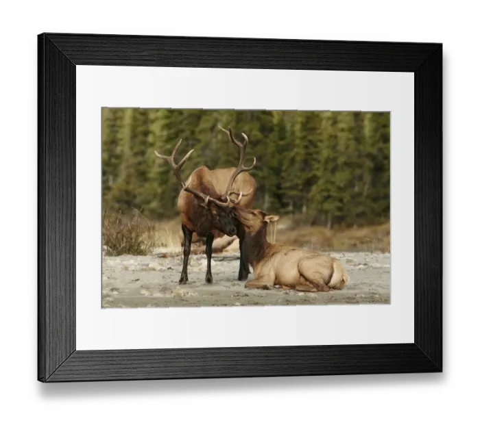 Framed Print : American Elk (Cervus canadensis) adult pair, during rut, Jasper N. P. Rocky Mountains, Alberta, Canada, september Framed Print : American Elk (Cervus canadensis) adult pair, during rut, Jasper N. P. Rocky Mountains, Alberta, Canada, september
