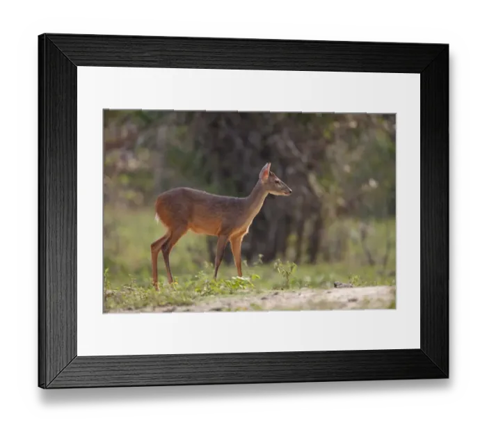 Framed Print : Red Brocket (Mazama americana) adult male, standing in savannah, Pantanal, Mato Grosso, Brazil Framed Print : Red Brocket (Mazama americana) adult male, standing in savannah, Pantanal, Mato Grosso, Brazil