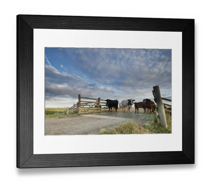 Framed Print : Domestic Cattle, cows with calves, herd standing beside cattle grid on grazing marsh at sunrise, Elmley Marshes N. N. R Framed Print : Domestic Cattle, cows with calves, herd standing beside cattle grid on grazing marsh at sunrise, Elmley Marshes N. N. R