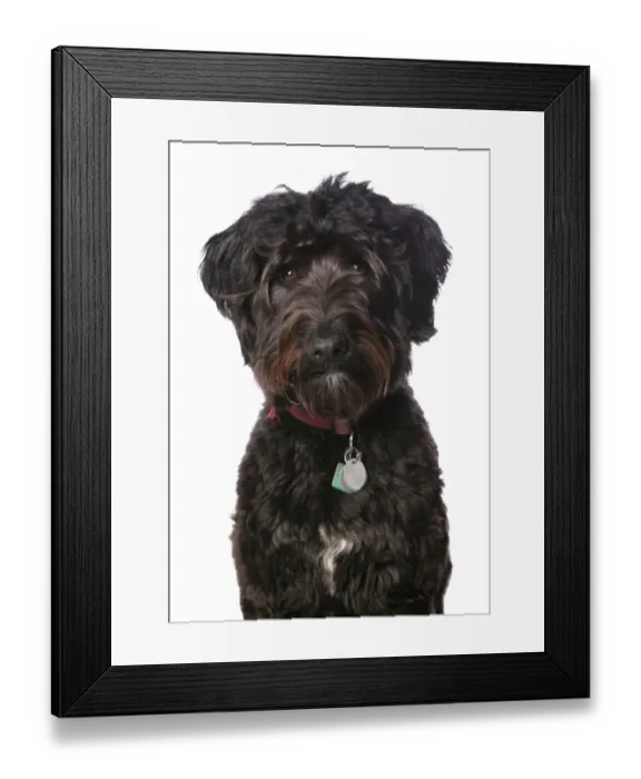 Framed Print : Domestic Dog, Labradoodle, adult, close-up of head, with collar and tag Framed Print : Domestic Dog, Labradoodle, adult, close-up of head, with collar and tag