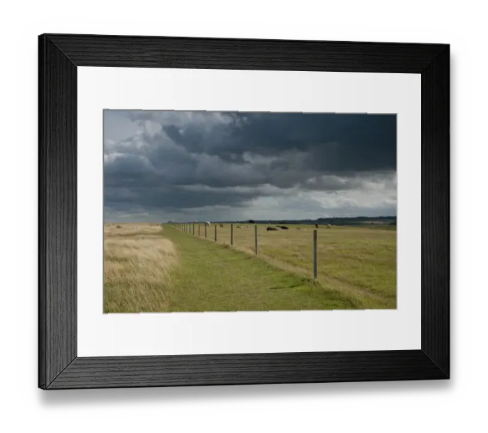 Framed Print : Domestic Cattle, beef herd, resting and grazing on coastal pasture under stormclouds, Cley, Norfolk, England, september