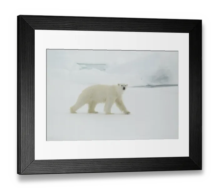 Framed Print : Polar Bear (Ursus maritimus) adult male, walking on sea ice, Svalbard, july Framed Print : Polar Bear (Ursus maritimus) adult male, walking on sea ice, Svalbard, july
