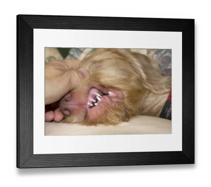 Framed Print : Domestic Dog, Wire-haired Hungarian Vizsla, female puppy, close-up of head, with owner checking teeth, England Framed Print : Domestic Dog, Wire-haired Hungarian Vizsla, female puppy, close-up of head, with owner checking teeth, England