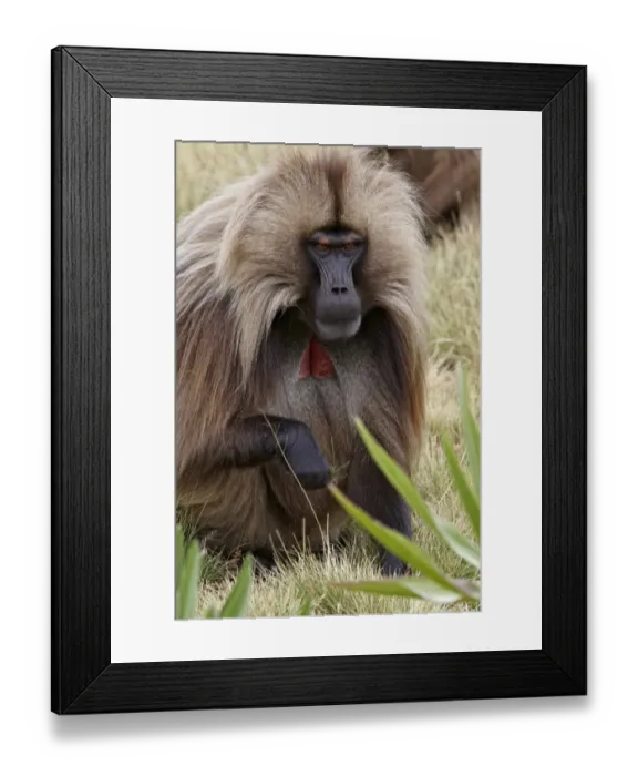 Framed Print : Gelada (Theropithecus gelada) adult male, grazing on grass, Simien Mountains, Ethiopia Framed Print : Gelada (Theropithecus gelada) adult male, grazing on grass, Simien Mountains, Ethiopia