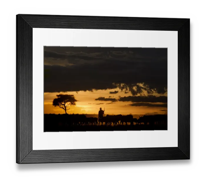 Framed Print : Domestic Cattle, herd, being herded by Masai tribesman, silhouetted at sunset, Masai Mara National Reserve, Kenya Framed Print : Domestic Cattle, herd, being herded by Masai tribesman, silhouetted at sunset, Masai Mara National Reserve, Kenya