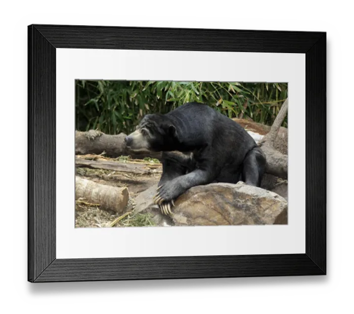 Framed Print : Malaysian Sun Bear (Helarctos malayanus malayanus) adult, resting on rock (captive)