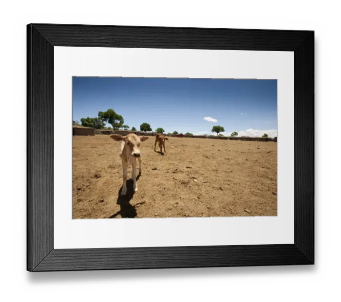 Framed Print : Domestic Cattle, two calves, standing on dry soil at edge of Masai village, Masai Mara, Kenya Framed Print : Domestic Cattle, two calves, standing on dry soil at edge of Masai village, Masai Mara, Kenya