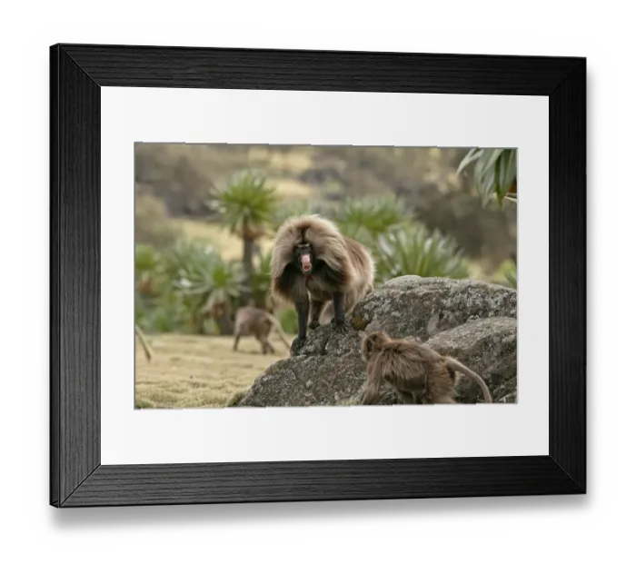 Framed Print : Gelada (Theropithecus gelada) adult male, in lip-flip threatening display towards female, Simien Mountains, Ethiopia Framed Print : Gelada (Theropithecus gelada) adult male, in lip-flip threatening display towards female, Simien Mountains, Ethiopia