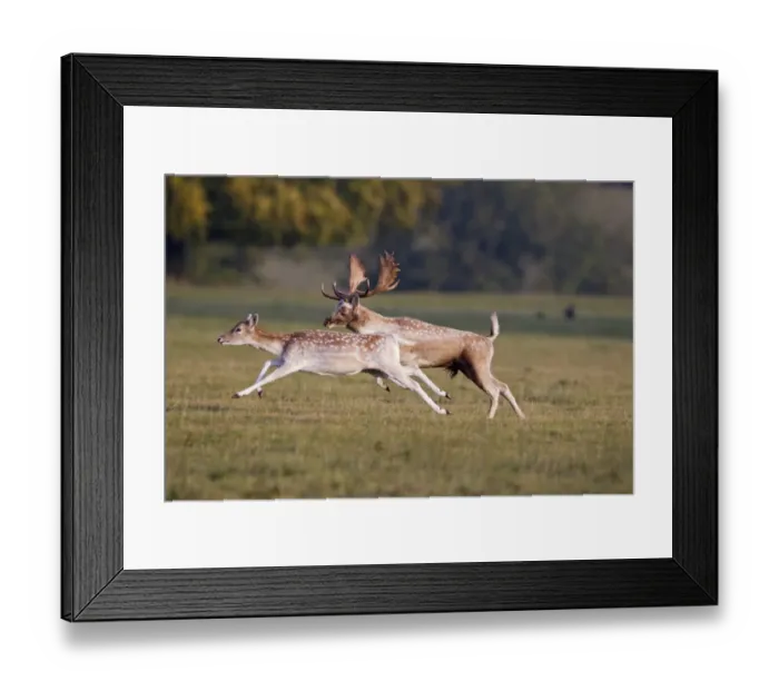 Framed Print : Fallow Deer (Dama dama) adult pair, buck chasing doe during rutting season, Helmingham Hall Deer Park, Suffolk