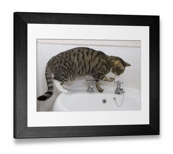 Framed Print : Domestic Cat, tabby and white, adult female, drinking from sink tap in bathroom, England Framed Print : Domestic Cat, tabby and white, adult female, drinking from sink tap in bathroom, England