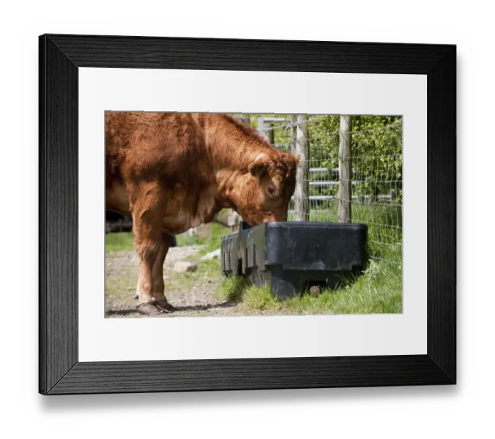Framed Print : Domestic Cattle, Limousin, cow, drinking from water trough, beside wire fence in pasture, England, may