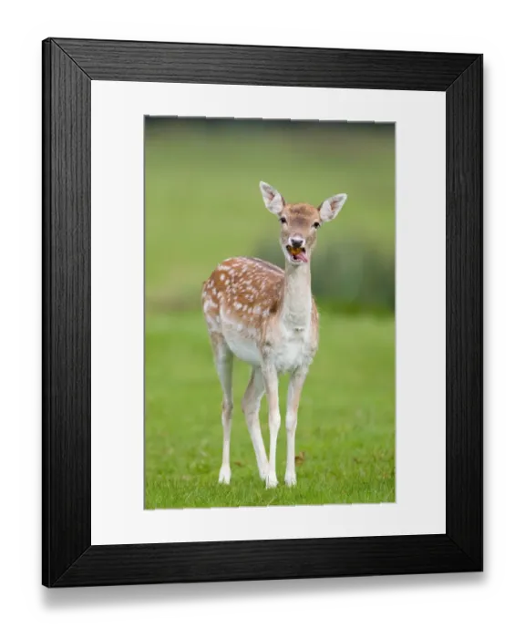 Framed Print : Fallow Deer (Dama dama) doe, feeding on windfall apple, Suffolk, England, october Framed Print : Fallow Deer (Dama dama) doe, feeding on windfall apple, Suffolk, England, october
