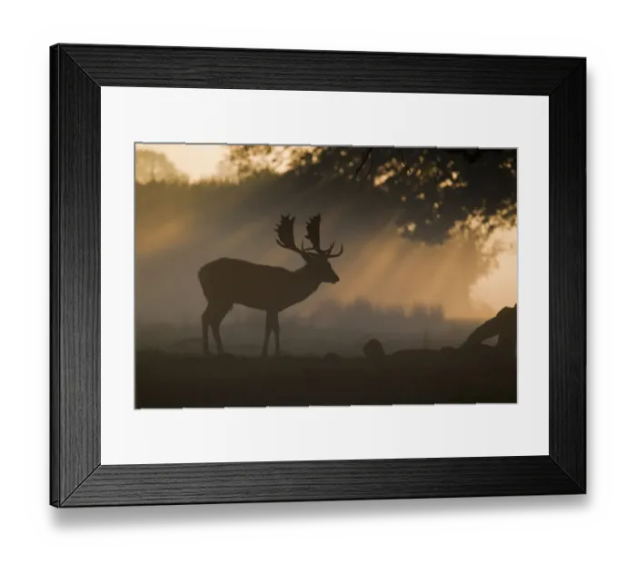 Framed Print : Fallow Deer (Dama dama) buck, silhouetted at dawn during rutting season, Helmingham Hall Deer Park, Suffolk, England Framed Print : Fallow Deer (Dama dama) buck, silhouetted at dawn during rutting season, Helmingham Hall Deer Park, Suffolk, England
