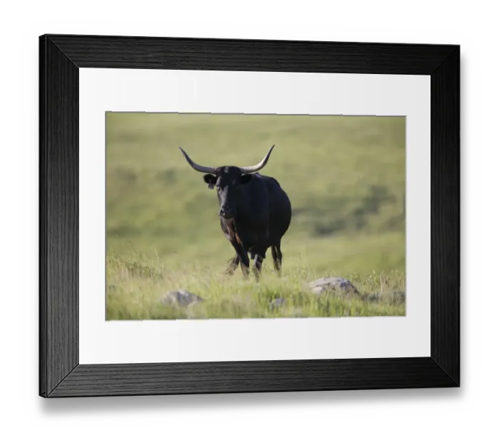 Framed Print : Domestic Cattle, Texas Longhorn cow, standing on prairie, Oakes, North Dakota, U. S. A. june Framed Print : Domestic Cattle, Texas Longhorn cow, standing on prairie, Oakes, North Dakota, U. S. A. june