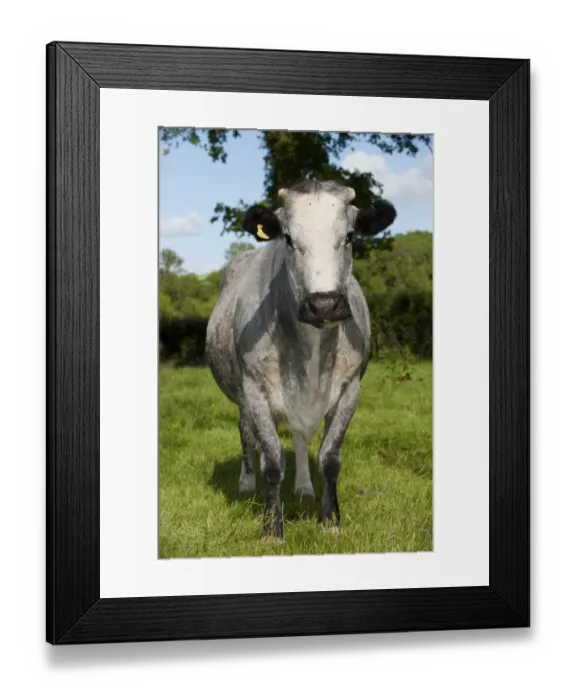 Framed Print : Domestic Cattle, suckler beef cow, standing in pasture, Devon, England, may Framed Print : Domestic Cattle, suckler beef cow, standing in pasture, Devon, England, may