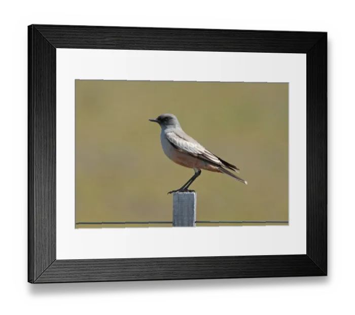 Framed Print : Chocolate-vented Tyrant (Neoxolmis rufiventris) adult, perched on fencepost, Rio Gallegos, Santa Cruz, Argentina Framed Print : Chocolate-vented Tyrant (Neoxolmis rufiventris) adult, perched on fencepost, Rio Gallegos, Santa Cruz, Argentina