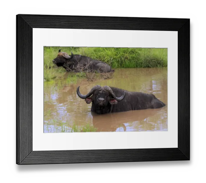 Framed Print : African Buffalo (Syncerus caffer) two adult males, resting in waterhole, Sabi Sabi Game Reserve, Kruger N. P Framed Print : African Buffalo (Syncerus caffer) two adult males, resting in waterhole, Sabi Sabi Game Reserve, Kruger N. P