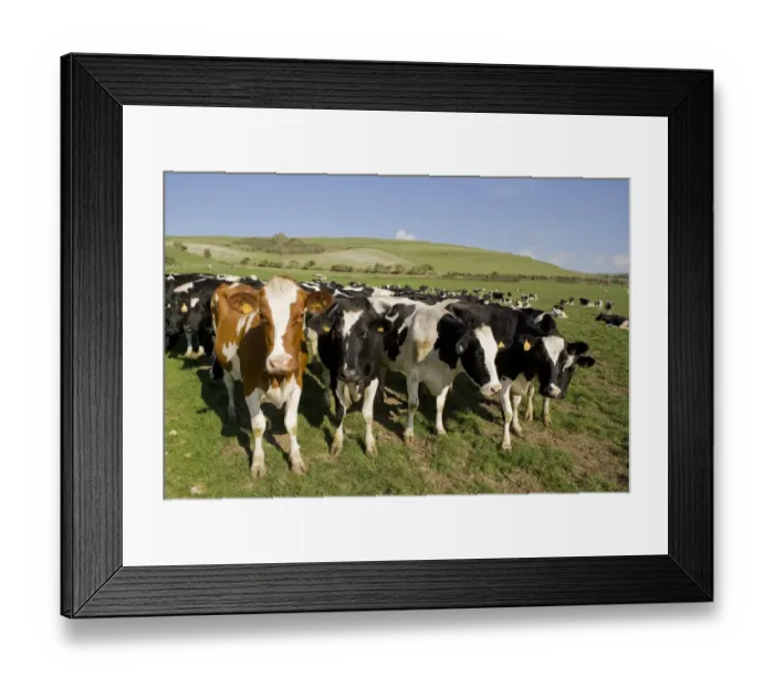 Framed Print : Domestic Cattle, dairy cows, herd standing in pasture, Dorset, England, october Framed Print : Domestic Cattle, dairy cows, herd standing in pasture, Dorset, England, october